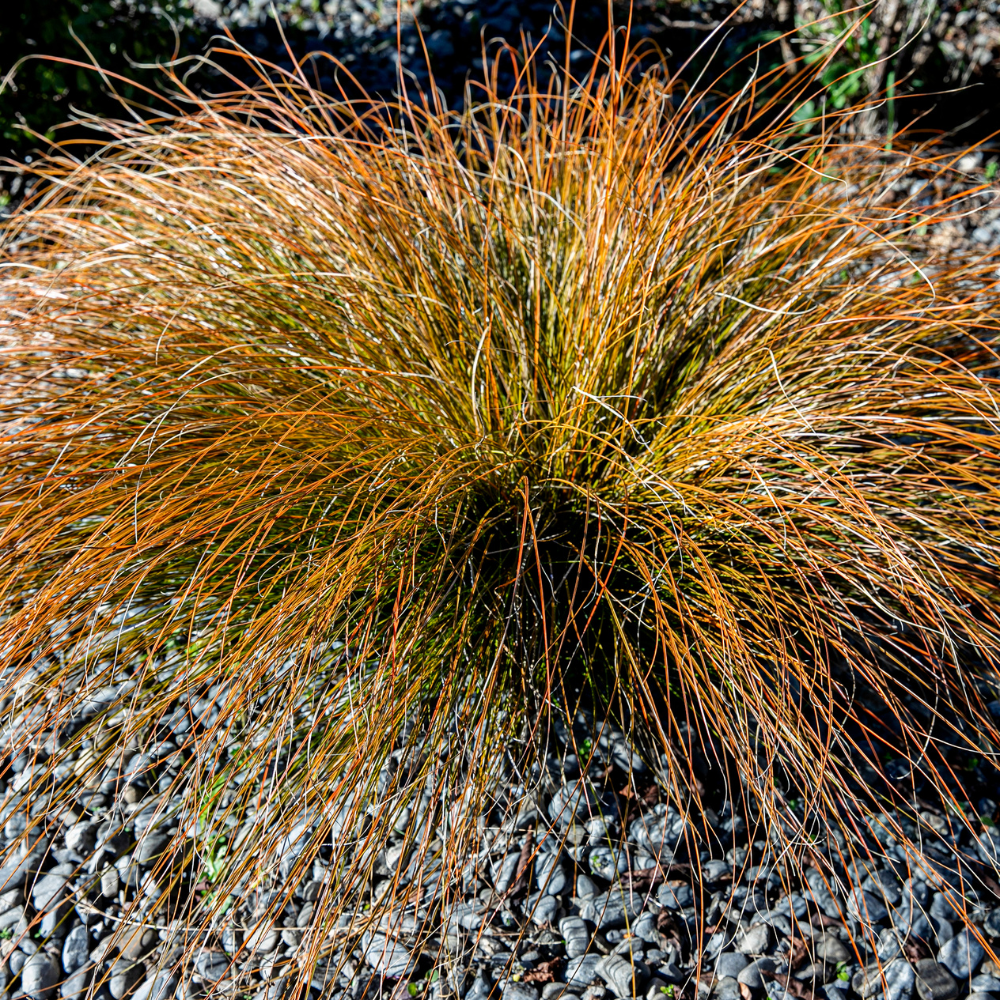 //www.everythinglandscaping.co.uk/cdn/shop/files/xPrairieFireSedgeGrass1_0af3b2a9-b508-4e2d-bbda-cd09e17bcfe6.png?v=1770805001
