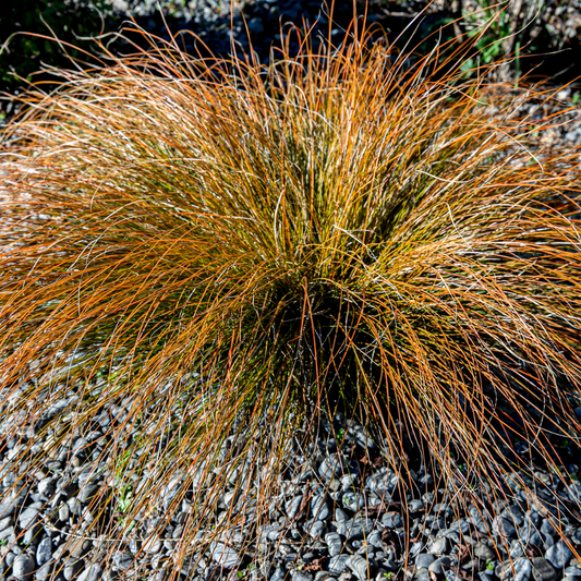 Prairie Fire Sedge Ornamental Grasses Pot Grown 7.5L