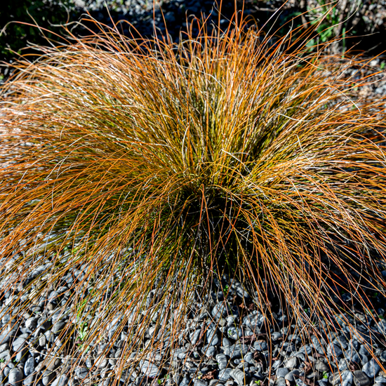 Prairie Fire Sedge Ornamental Grasses (Carex Prairie Fire)
