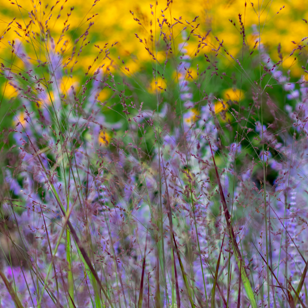 //www.everythinglandscaping.co.uk/cdn/shop/files/xPrairieSkySwitchgrass1_30a3969a-e839-4639-a053-93adbb7b32bd.png?v=1770804740