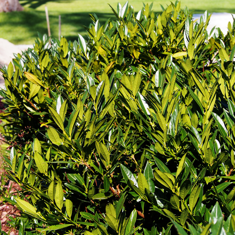 Prunus Etna Pot Grown 5L 60/80cm (x40) Multi-deal