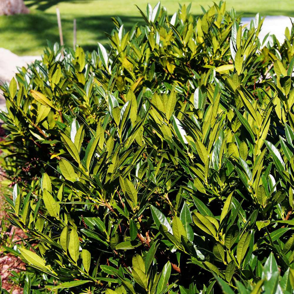//www.everythinglandscaping.co.uk/cdn/shop/files/xPrunusEtnaHedge1_f198467a-45dc-4c6e-af7e-98db4b7a1c46.png?v=1770806294
