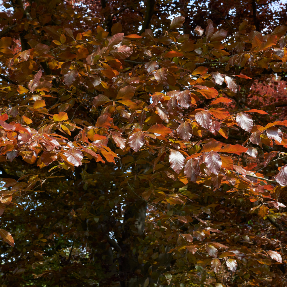 //www.everythinglandscaping.co.uk/cdn/shop/files/xPurpleBeechHedge1_fc543700-815a-4d2e-9db5-14f1878d9018.png?v=1770807296