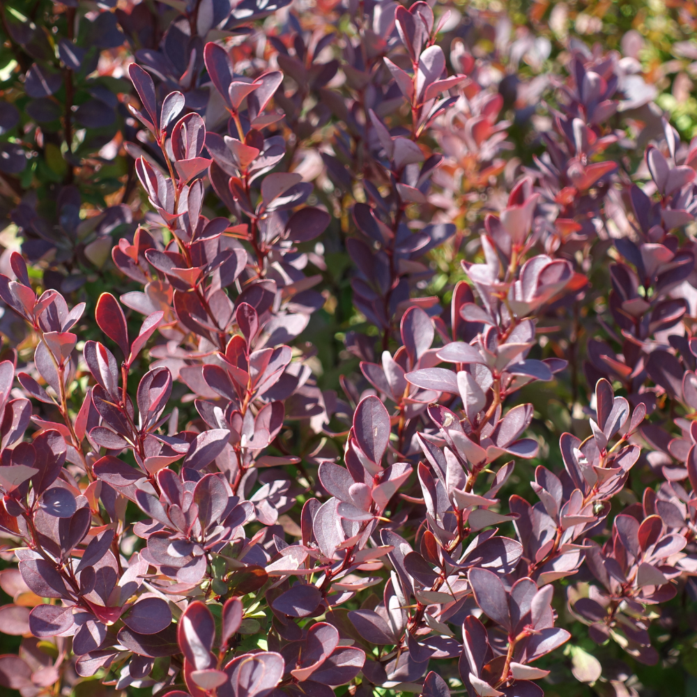 //www.everythinglandscaping.co.uk/cdn/shop/files/xPurpleCompactBarberryHedge1_d5e4e607-b5c9-48a3-8534-6e61660cefb8.png?v=1770807075