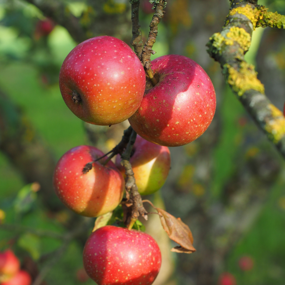 //www.everythinglandscaping.co.uk/cdn/shop/files/xRedBoskoopAppleFruitTree3_228cd869-7702-41a0-b87d-0d6b091e0692.png?v=1770803703