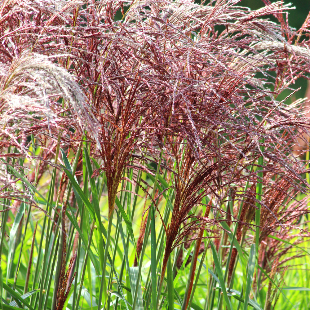 //www.everythinglandscaping.co.uk/cdn/shop/files/xRedChiefMaidenGrass1_b9692c18-04ea-4835-a3c6-e7102f0124e2.png?v=1770804841