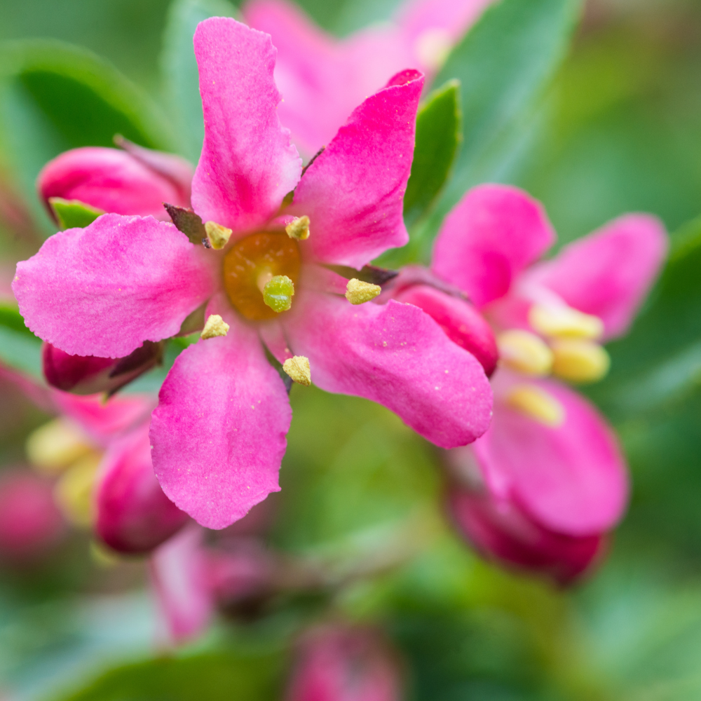 //www.everythinglandscaping.co.uk/cdn/shop/files/xRedEscalloniaHedge1_a1d184c7-2b2e-4ff8-a8ba-2f86e540c8b4.png?v=1770806651