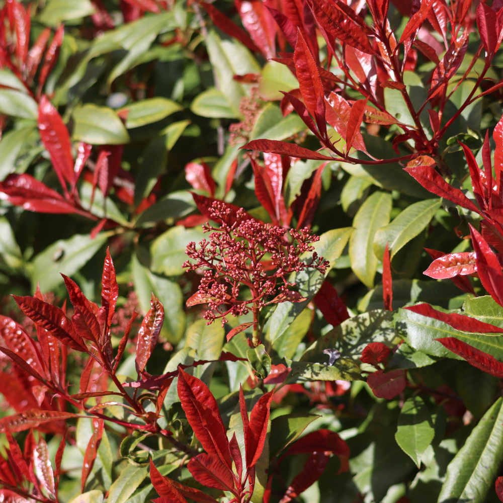 //www.everythinglandscaping.co.uk/cdn/shop/files/xRedRobinPleachedTree1_6d3cab3e-8162-4ccd-9517-5a0508817b9c.png?v=1770803816