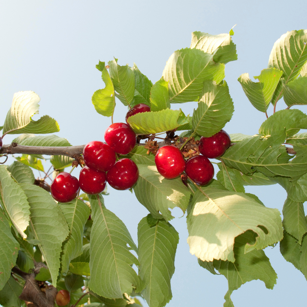 //www.everythinglandscaping.co.uk/cdn/shop/files/xReginaCherryFruitTree1_34f3265f-1ccb-411a-beb4-453d642fa1aa.png?v=1770803718