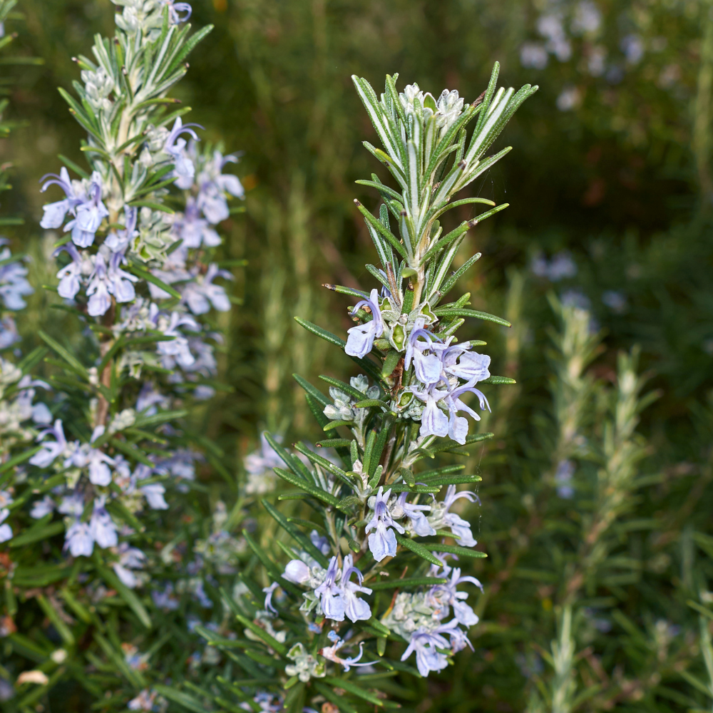 //www.everythinglandscaping.co.uk/cdn/shop/files/xRosemaryShrubHedgePlant1_05f8735c-e326-48eb-b4a3-e04ddea3281f.png?v=1770806050