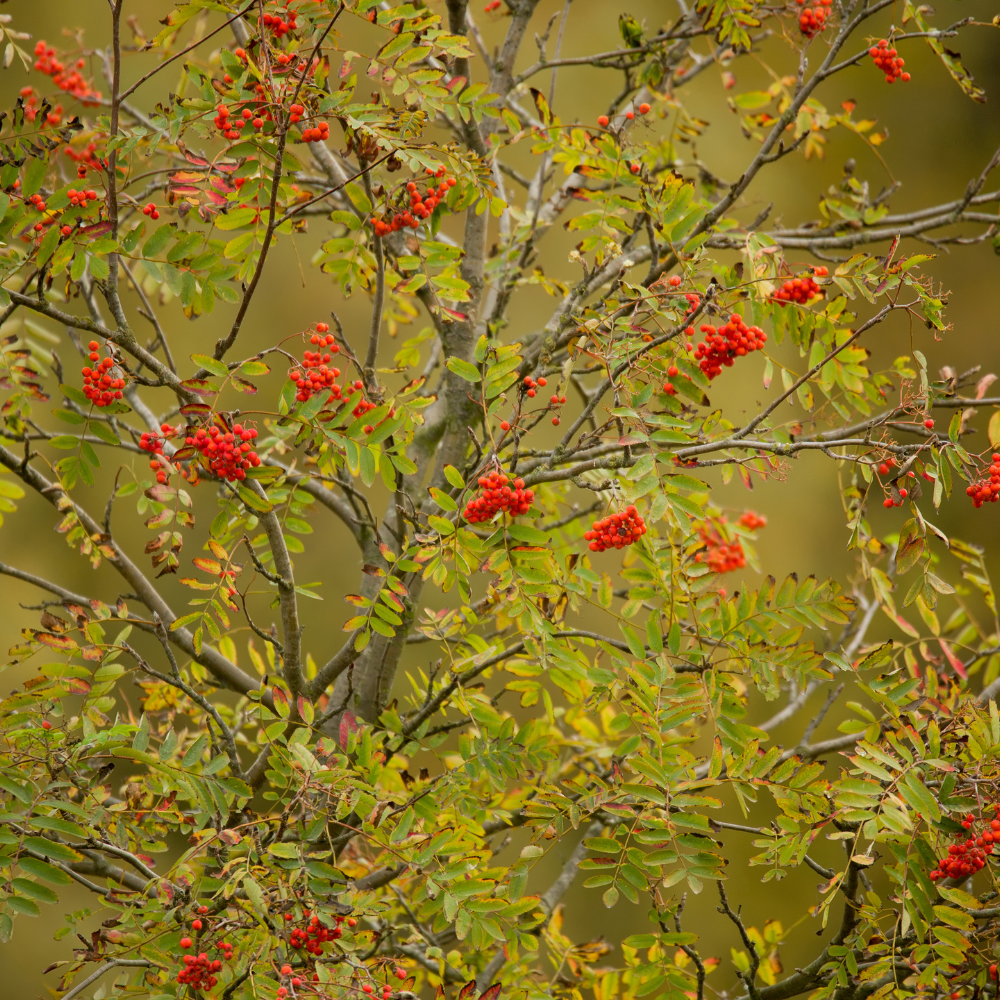 //www.everythinglandscaping.co.uk/cdn/shop/files/xRowanOrnamentalTree1_da35d270-cbeb-4c2f-ac55-861a00966934.png?v=1770805309