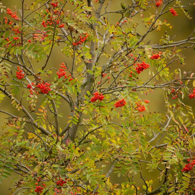 Rowan Ornamental Tree Pot Grown 10L 150/175cm Girth 6/8