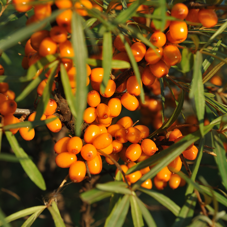 Sea Buckthorn Pot Grown 2L 80/100cm
