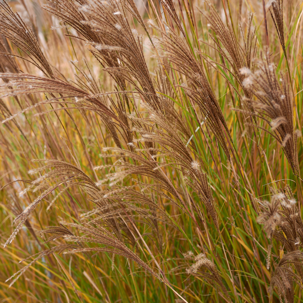 //www.everythinglandscaping.co.uk/cdn/shop/files/xSilberfederMaidenGrasses1_75ecb1e1-d477-4aa2-ae38-2685f2e36cd5.png?v=1770804839