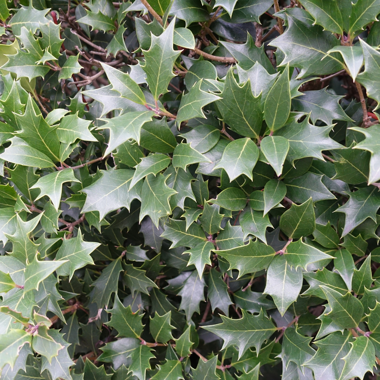 Silver Holly Pot Grown 5L 40/60cm