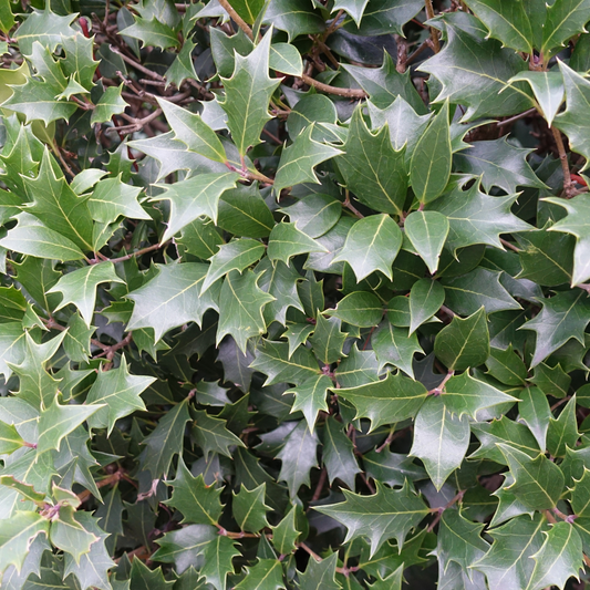 Silver Holly Pot Grown 20L 150/175cm