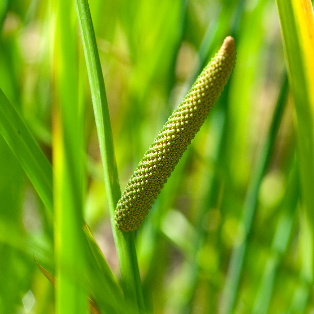 //www.everythinglandscaping.co.uk/cdn/shop/files/xSilverStripedSweetFlagGrass1_c8b1fc56-dcc3-428f-a623-16b0577d099b.png?v=1770805111