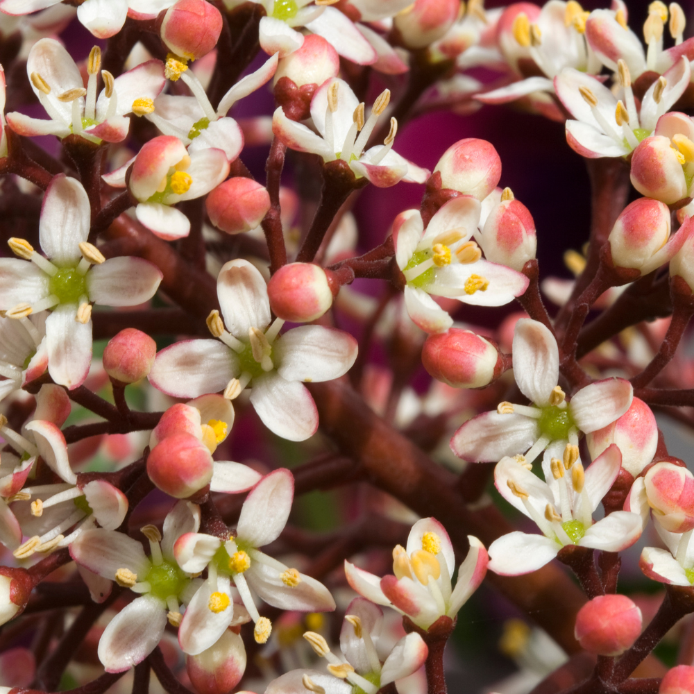 //www.everythinglandscaping.co.uk/cdn/shop/files/xSkimmiaRubellaShrub1_806bfec6-10ea-4bea-99dc-267ecaac58a1.png?v=1770806001