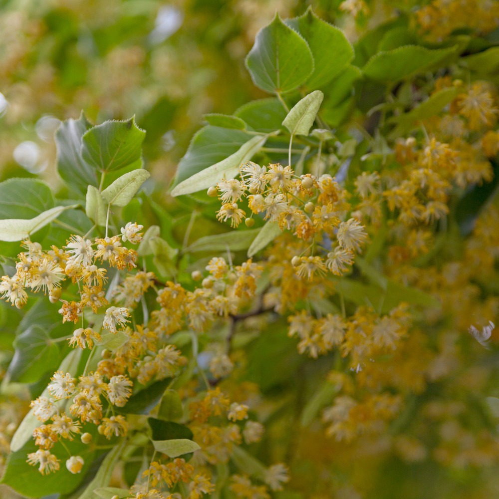 //www.everythinglandscaping.co.uk/cdn/shop/files/xSmallLeavedLimePleachedTree1_e0f4377d-4fdb-4d13-8428-10f3120cc417.png?v=1770805251