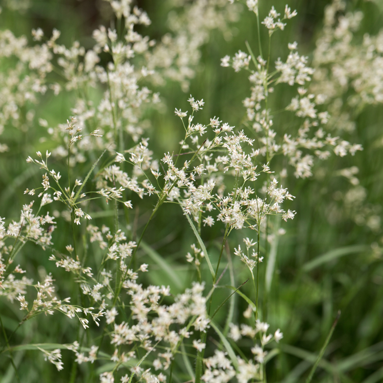 Snowflake Woodrush Ornamental Grasses Pot Grown 5L