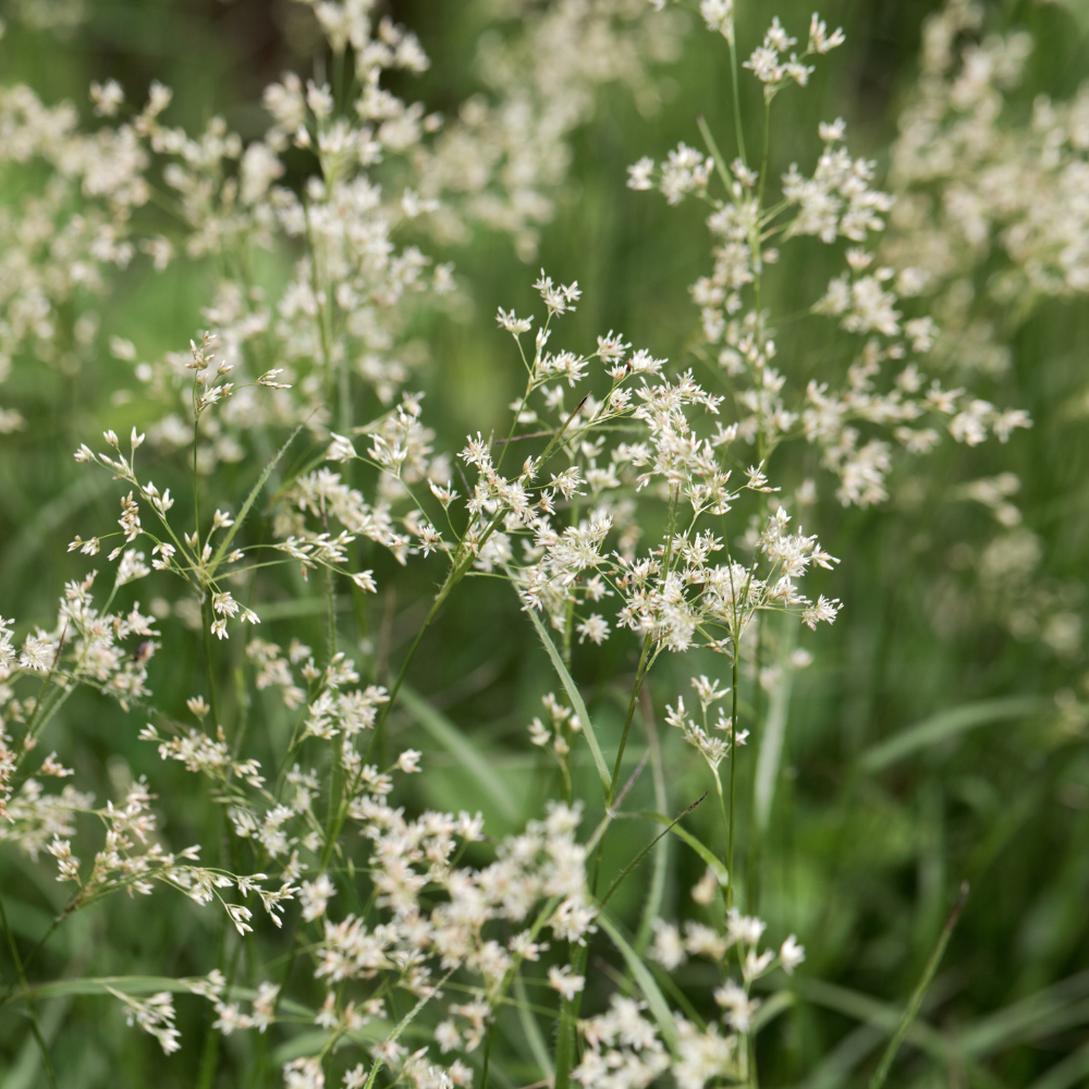 //www.everythinglandscaping.co.uk/cdn/shop/files/xSnowflakeWoodrushGrass1_e73cb3dd-09de-433c-91db-2c2bc53146e0.png?v=1770804912
