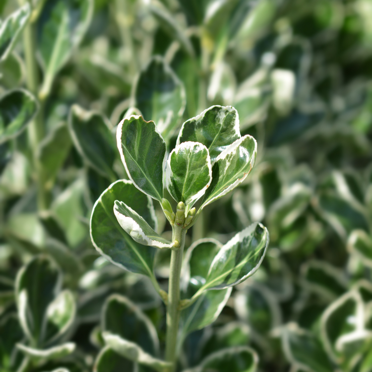 Spindle Bravo Italian Plants Pot Grown 18L 100/125cm