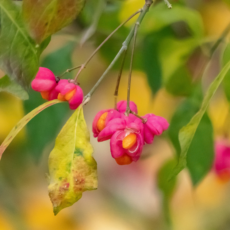 Spindle Pot Grown 10L 100/125cm