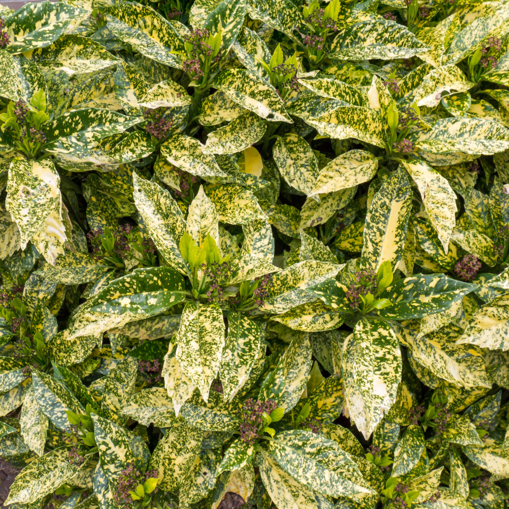 //www.everythinglandscaping.co.uk/cdn/shop/files/xSpottedLaurelHedge1_e00f36e3-da89-47c8-8657-3e2b89edf527.png?v=1770806282