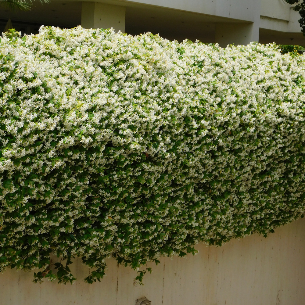 //www.everythinglandscaping.co.uk/cdn/shop/files/xStarJasmineHedge1_3c84be87-b44b-4b6c-909d-8818bdfd4e46.png?v=1770806429