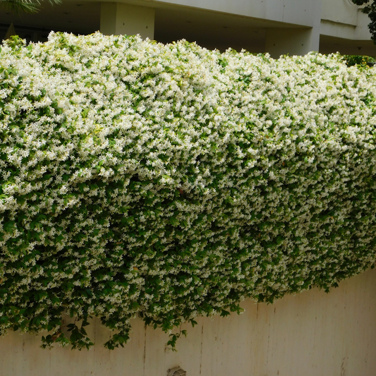 Star Jasmine Pot Grown 10L 100/125cm