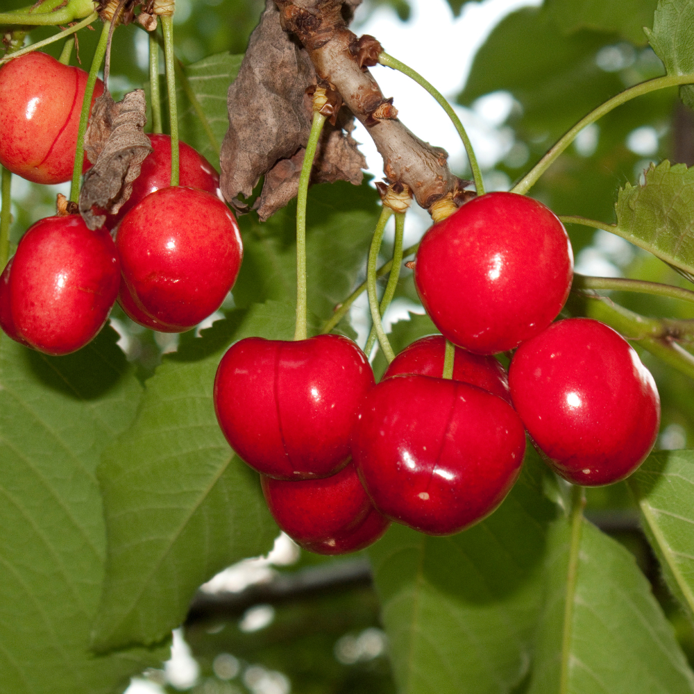 //www.everythinglandscaping.co.uk/cdn/shop/files/xStellaCherryFruitTree1_fefdca92-1738-44ca-b14d-3b69ed44c876.png?v=1770803710