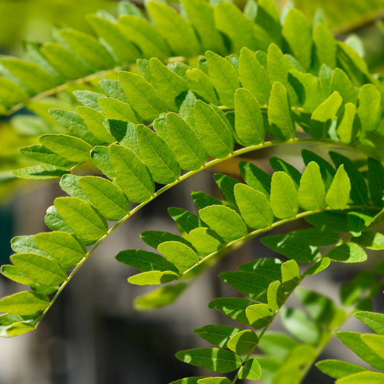 Sunburst Honey Locust Ornamental Tree Pot Grown 25L 8/10