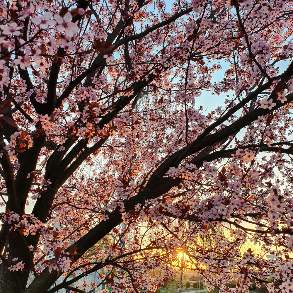 //www.everythinglandscaping.co.uk/cdn/shop/files/xSunsetBoulevardCherryTree1_74cb246e-0c40-43c7-a9ad-dd7ffd736c1e.png?v=1770805369