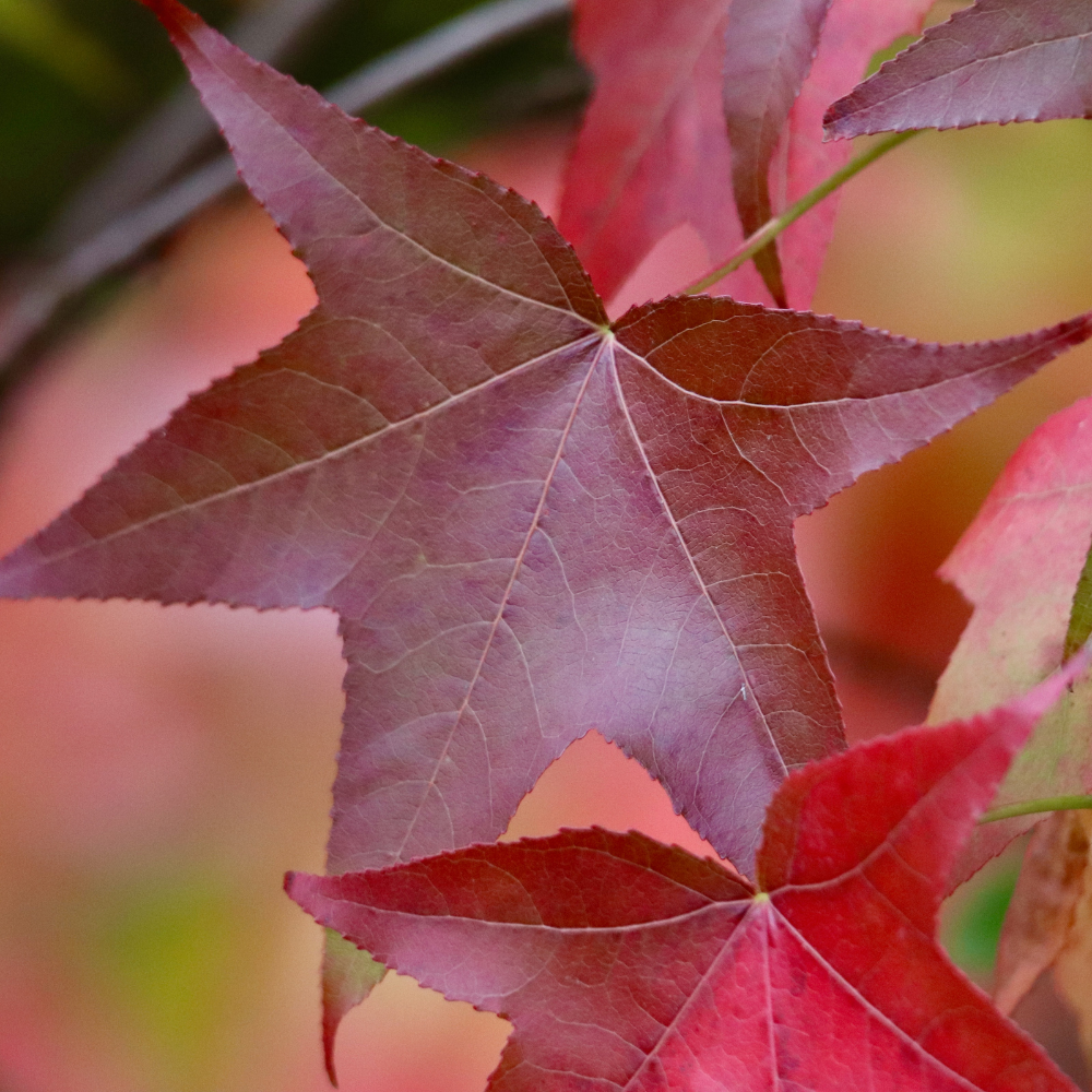 //www.everythinglandscaping.co.uk/cdn/shop/files/xSweetgumPleachedTree1_b7e5fe95-9a8b-4864-b867-d50b7c1e1b29.png?v=1770803830
