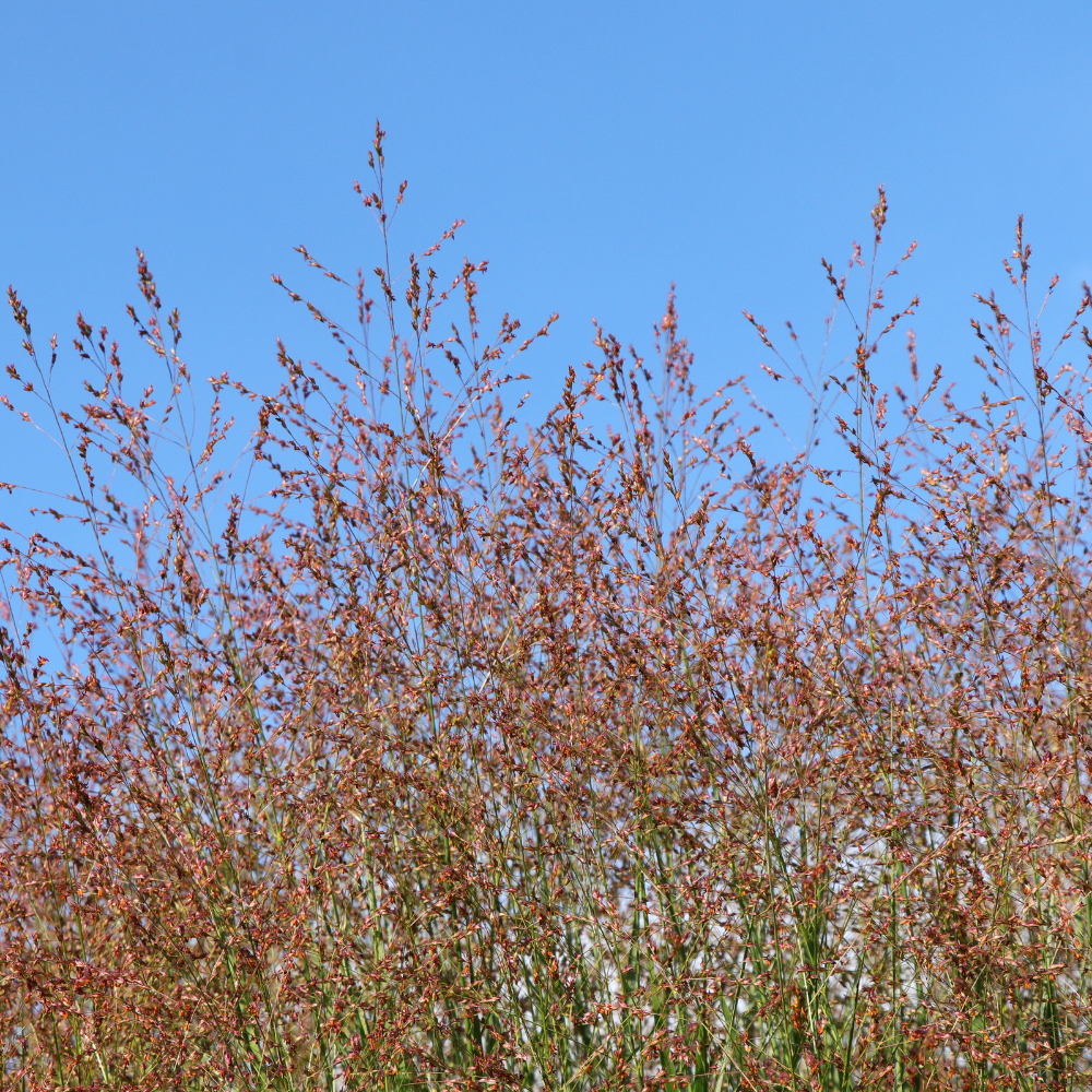//www.everythinglandscaping.co.uk/cdn/shop/files/xSwitchgrass1_de7125cd-0fd0-4ee9-a54f-0d8dba5a3eb6.png?v=1770804772