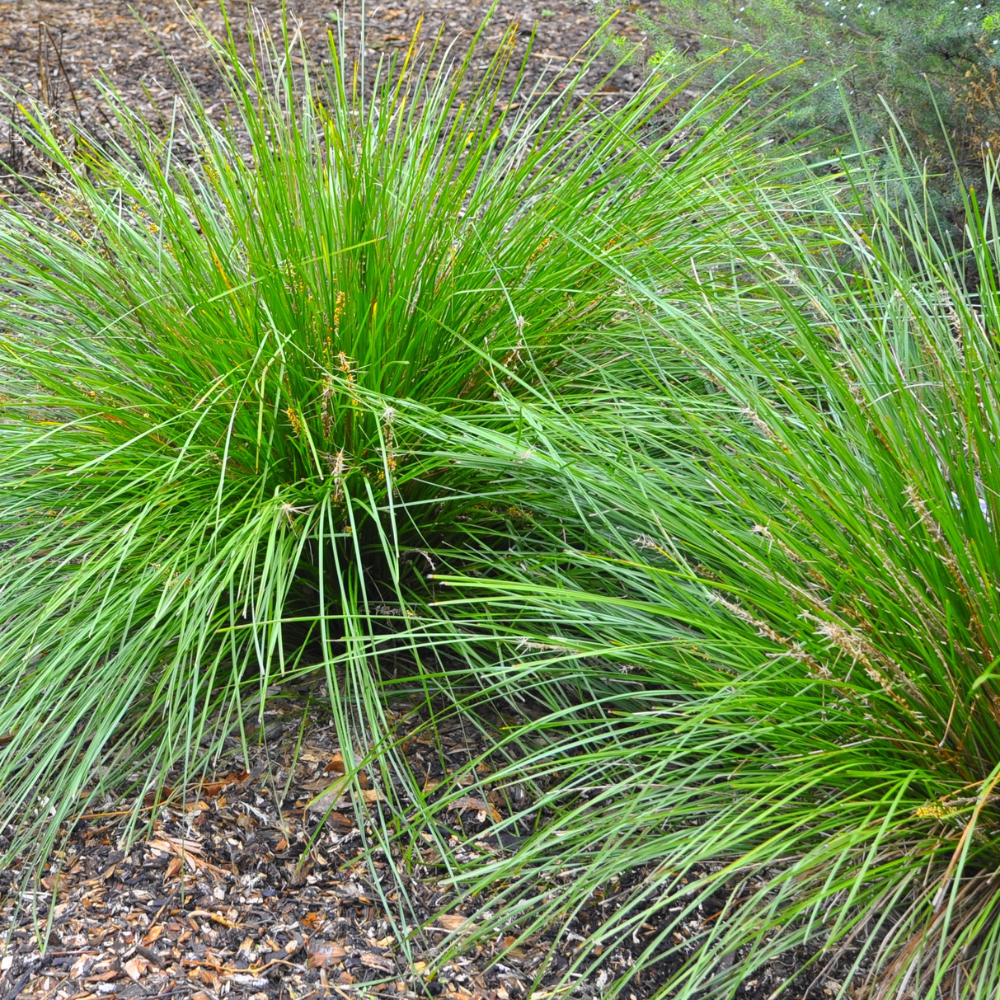 //www.everythinglandscaping.co.uk/cdn/shop/files/xTallMoorGrasses1_e6b5b562-9b17-4be3-9d20-502cd5daaa78.png?v=1770804796