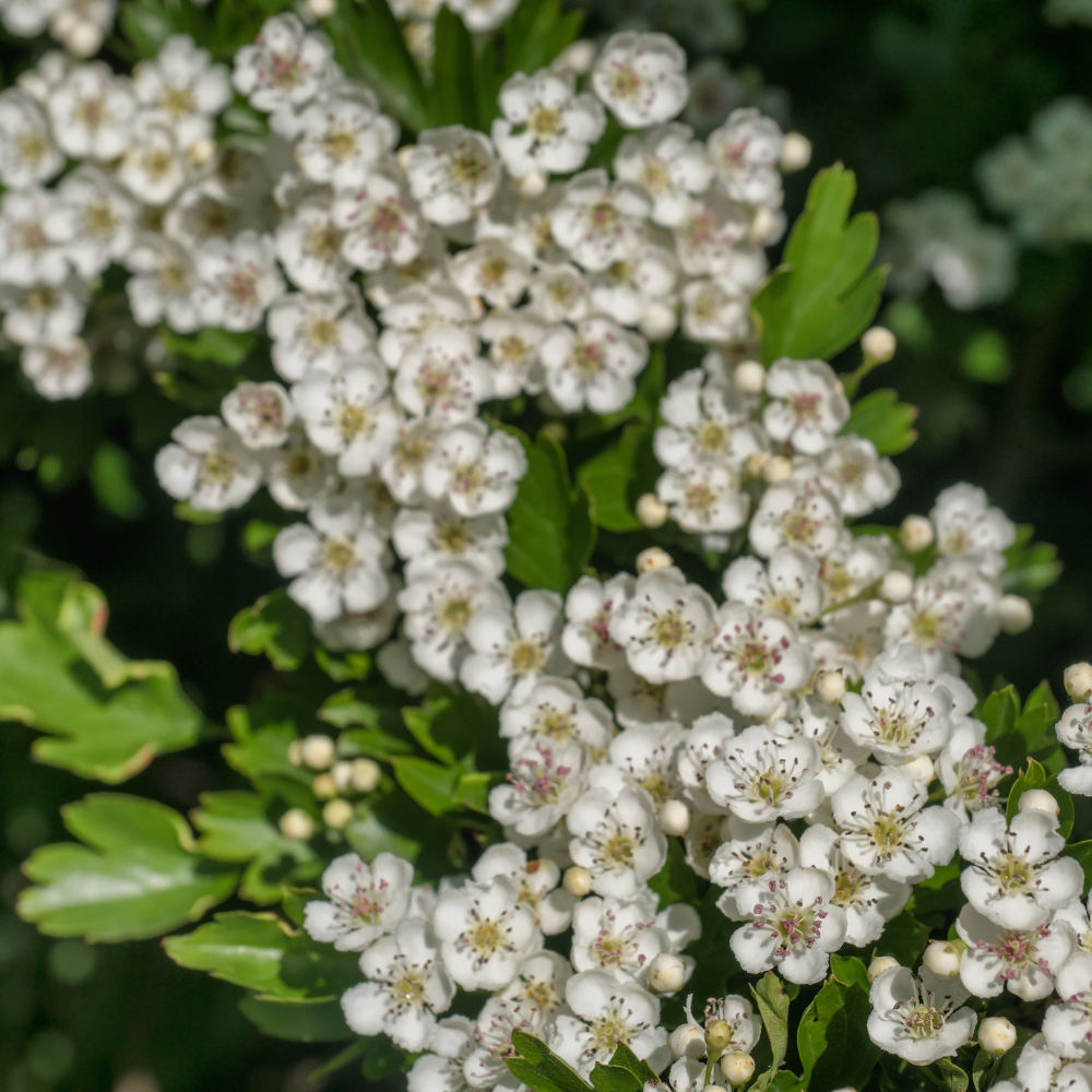 //www.everythinglandscaping.co.uk/cdn/shop/files/xThornFreeMixedNativeHedging1_476474bf-b92f-4c9b-b682-a93c4e6d5667.png?v=1770804354