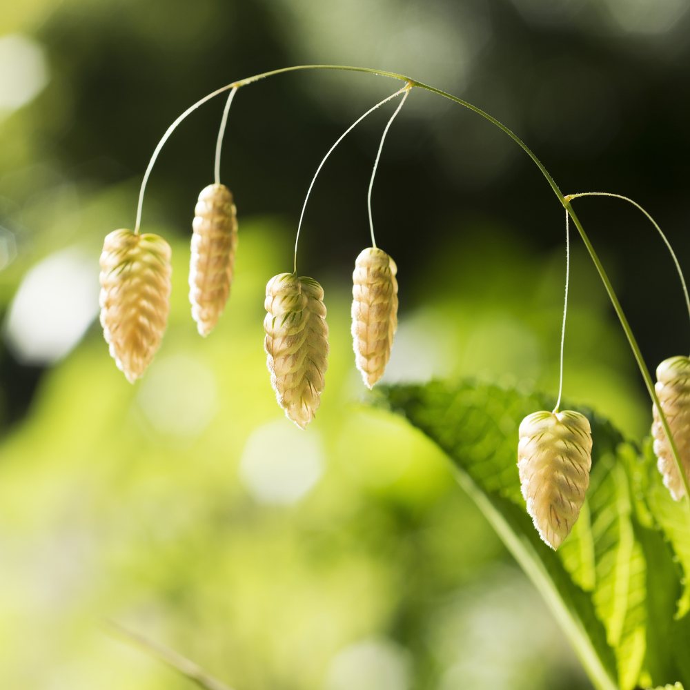 //www.everythinglandscaping.co.uk/cdn/shop/files/xTinkerbellQuakingGrass1_3d7aeed0-15c2-4aa3-a5db-e6cbb2a02715.png?v=1770805096