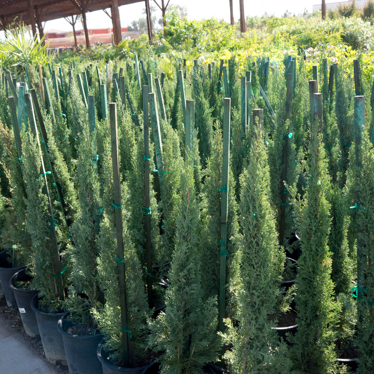 Totem Cypress Italian Plants Pot Grown 30L 200/225cm