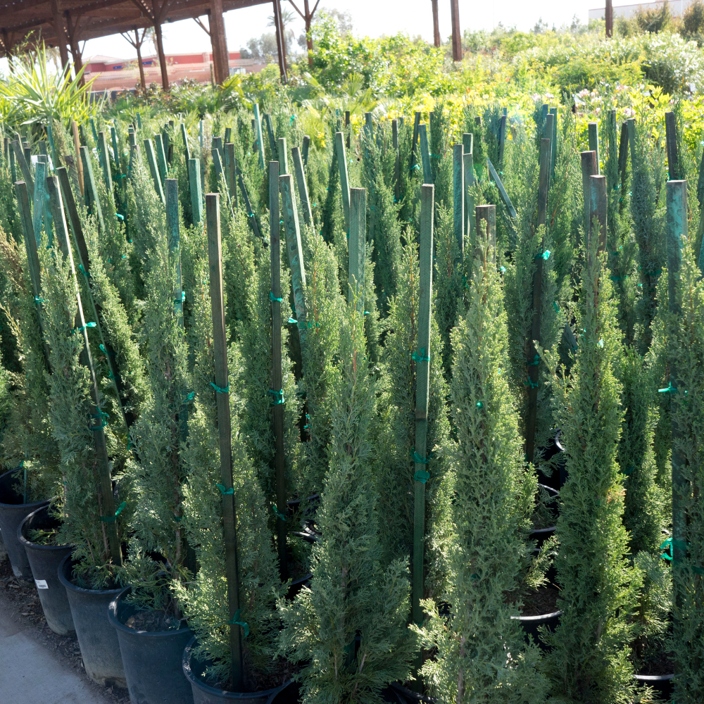 //www.everythinglandscaping.co.uk/cdn/shop/files/xTotemCypressPlants1_b565620f-1325-4477-87c7-300e9808ec97.png?v=1770804260