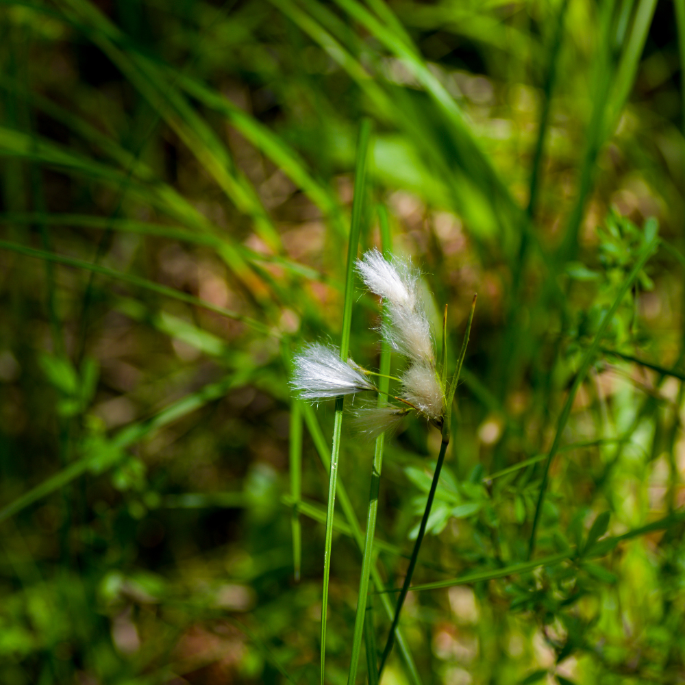 //www.everythinglandscaping.co.uk/cdn/shop/files/xTussockSedgeGrass1_152d5c03-05be-4e53-9a56-cf4c1f2a996a.png?v=1770805009