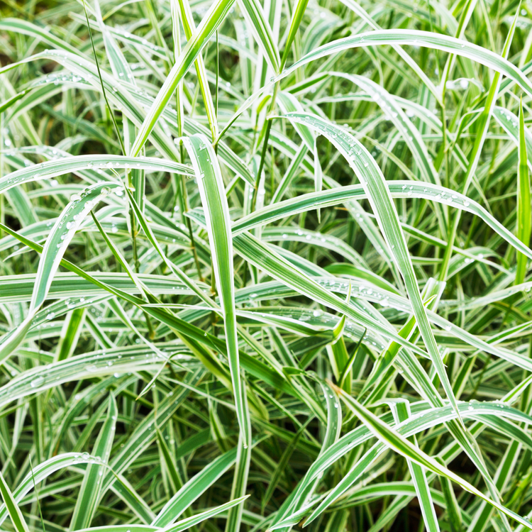 Variegated Japanese Sedge Ornamental Grasses Pot Grown 2L  (x50) Multi-deal