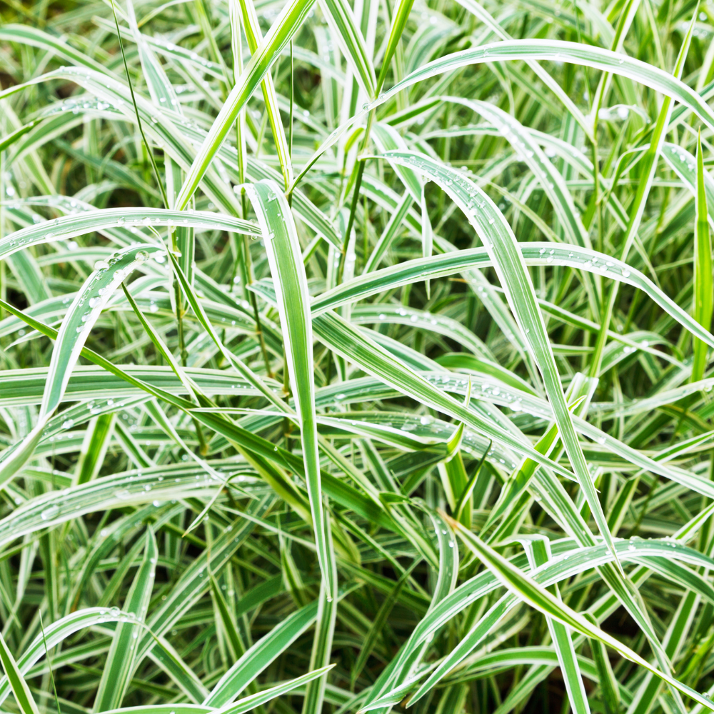 //www.everythinglandscaping.co.uk/cdn/shop/files/xVariegatedJapaneseSedgeGrass1_bb08df31-1d75-4470-b11c-ba5c0f2aaa51.png?v=1770805035