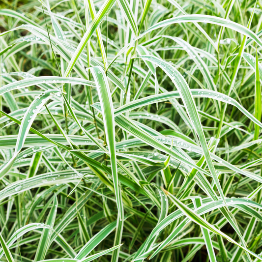 Variegated Japanese Sedge Ornamental Grasses Pot Grown 7.5L
