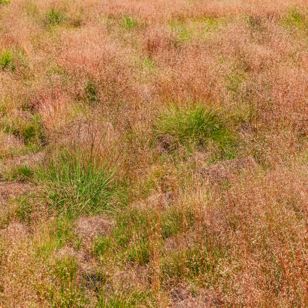 //www.everythinglandscaping.co.uk/cdn/shop/files/xVariegatedPurpleMoorGrass1_b5dfb053-9861-40c3-aa0c-f6f2d48ef67c.png?v=1770804784