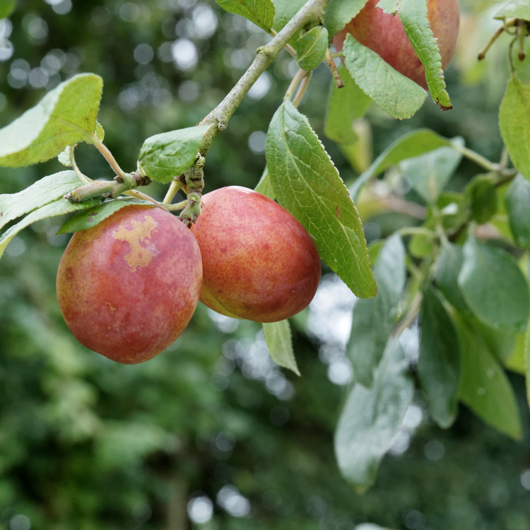 Victoria Plum Fruit Tree Pot Grown 7.5L 1/2 Std (x28) Multi-deal
