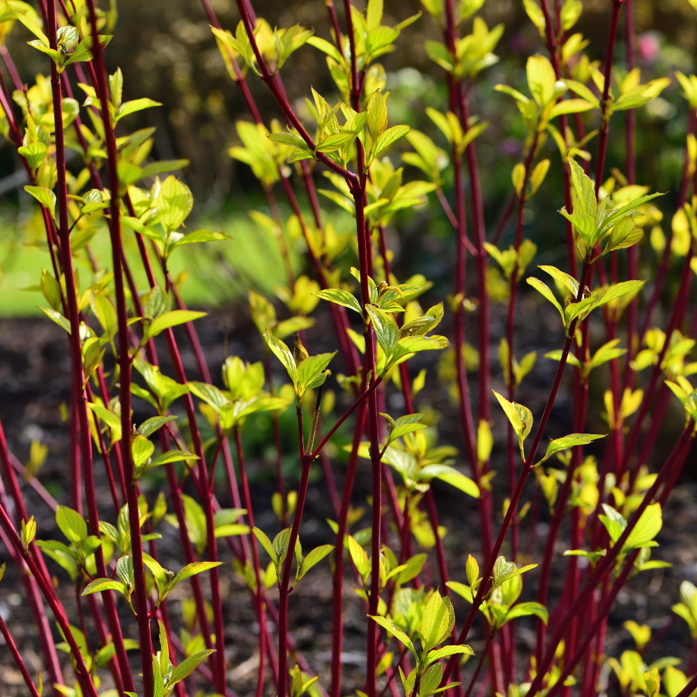 //www.everythinglandscaping.co.uk/cdn/shop/files/xVividRedDogwoodHedge1_c2bfd96b-95e2-4fc5-b5e8-dee64dfcf2be.png?v=1770806865