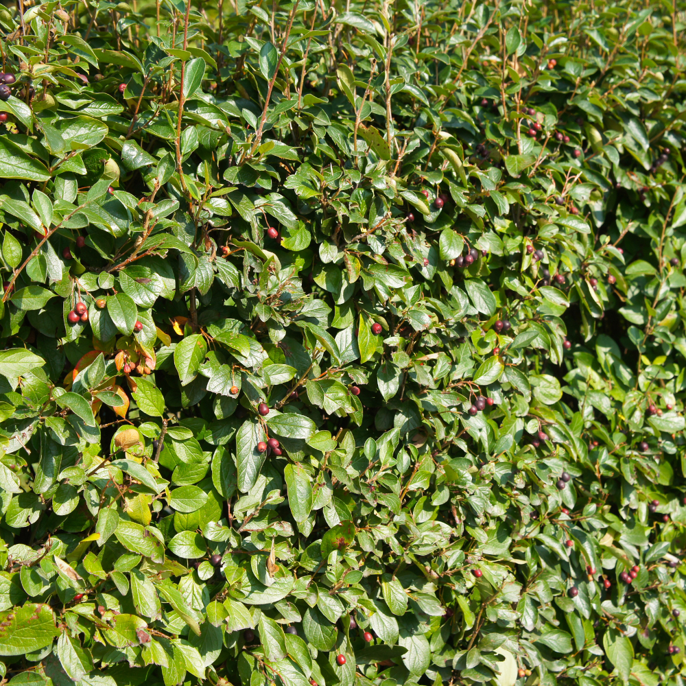 //www.everythinglandscaping.co.uk/cdn/shop/files/xWallHuggingCotoneasterHedge1_b862037b-a57a-438f-b91d-2c73d65c1a42.png?v=1770806997