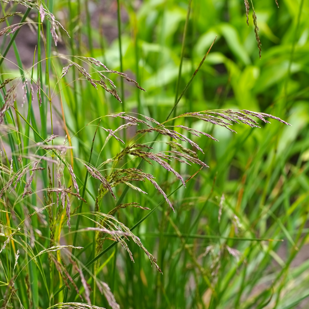 //www.everythinglandscaping.co.uk/cdn/shop/files/xWavyHairGrasses1_6df0c5fd-dae7-416c-a517-301584560c11.png?v=1770804968