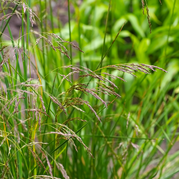 Wavy Hair Ornamental Grasses Pot Grown 2L